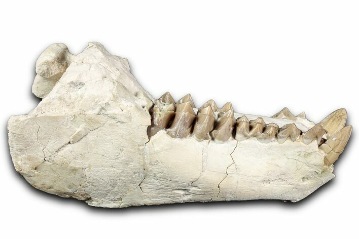 Fossil Oreodont (Merycoidodon) Partial Mandible - South Dakota #355509